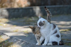 好き。