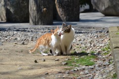 毛繕い。