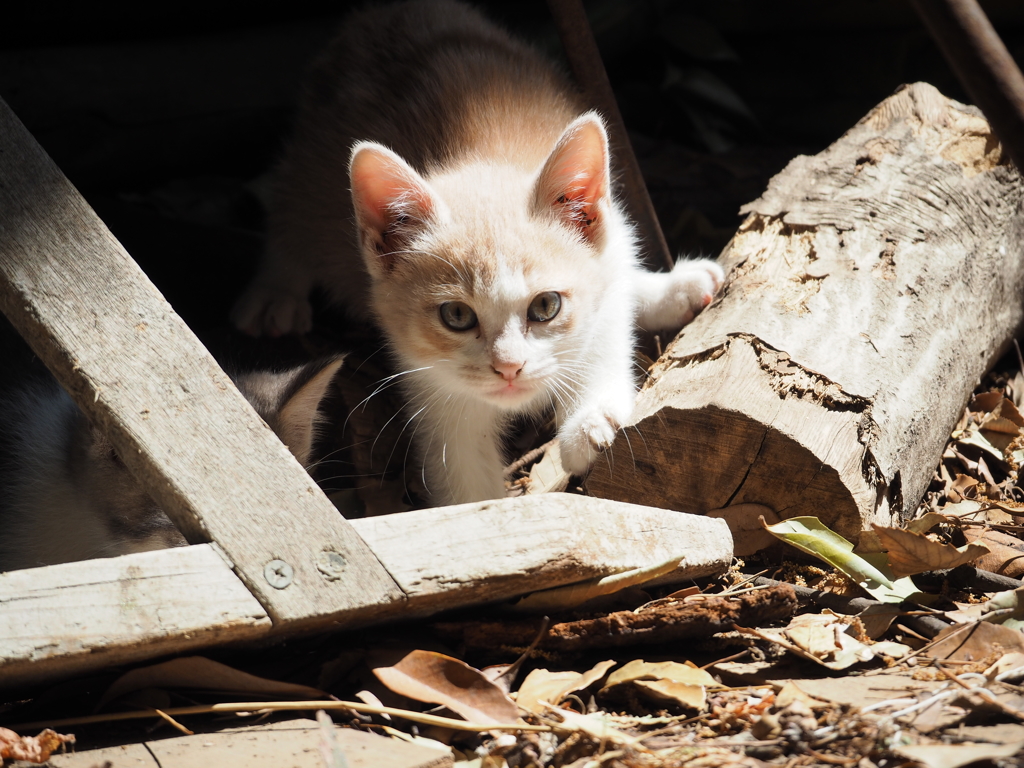 子猫。3