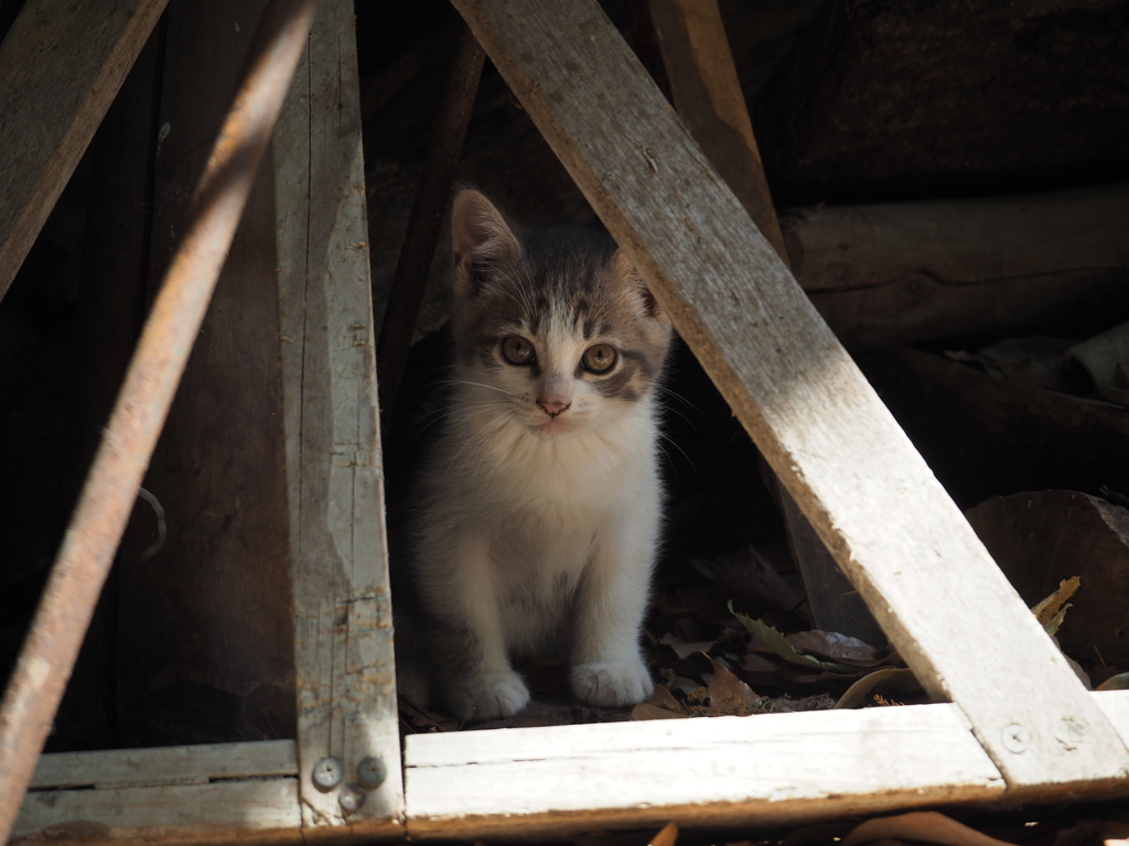 子猫。2