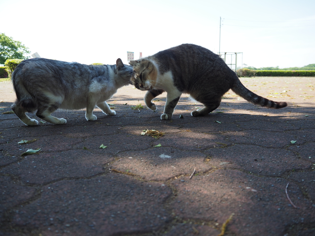 出会いがしら。