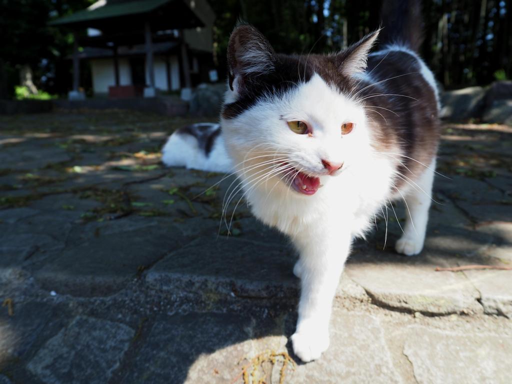 にゃ～～！