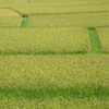 あみだ道