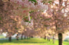 桜のトンネル