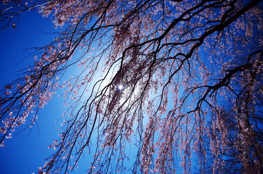 小諸城址の桜