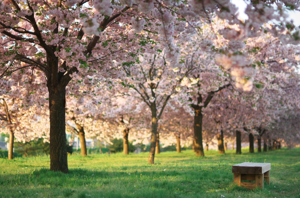 桜とベンチ