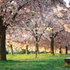 桜とベンチ