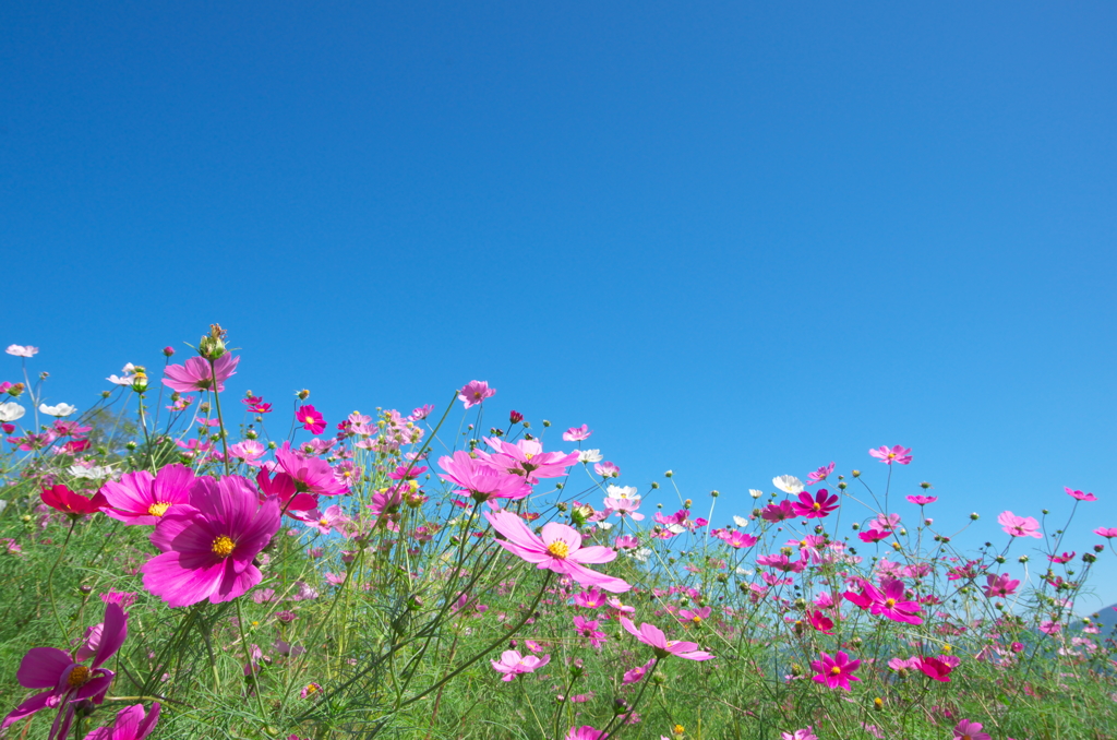 秋桜