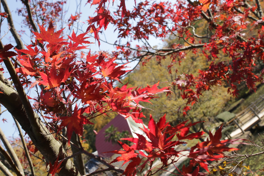 紅葉越しのおうち