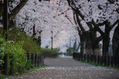 桜並木