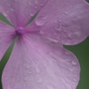 一輪の紫陽花