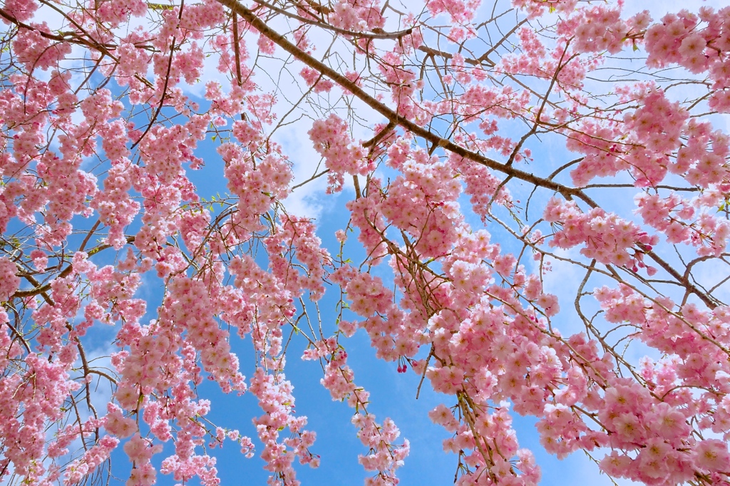 SAKURA 1