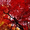 紅-Sunbrella-