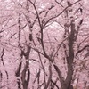 桜カーテン