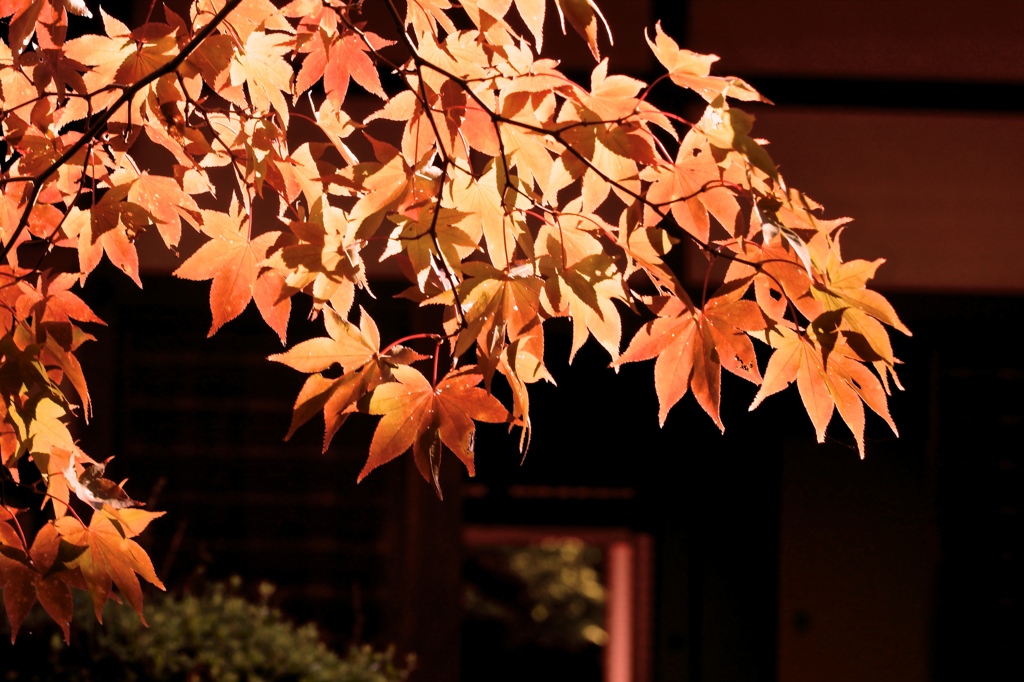 紅葉目前