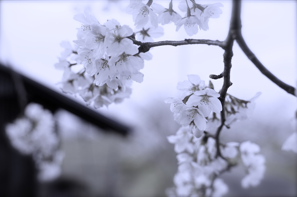 SAKURA4