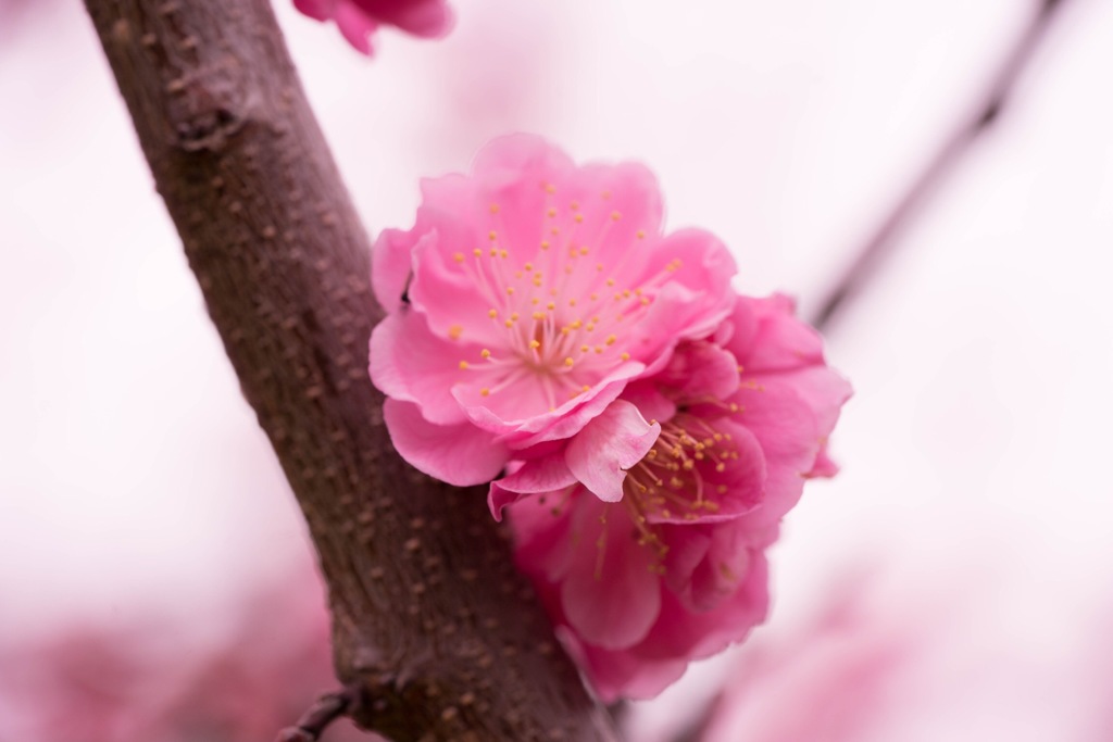 梅  〉桜