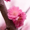 梅  〉桜