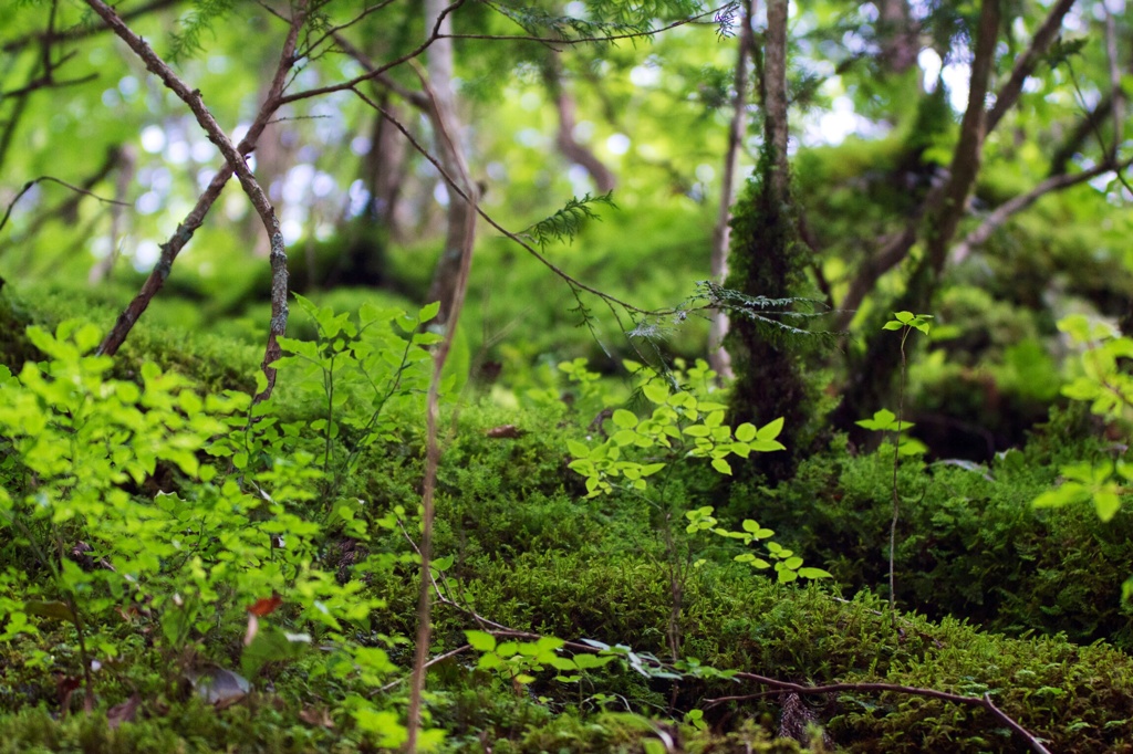 ジオラマの世界