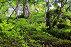 ジオラマの世界