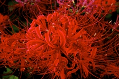 彼岸花２