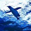 ペンギン時空を超える