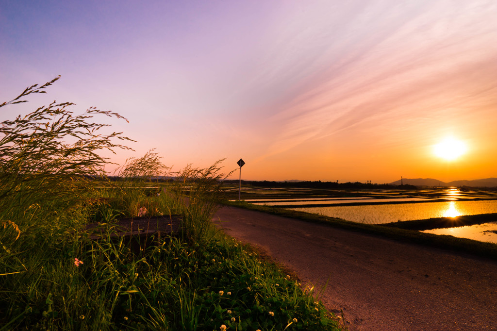 皐月の夕道