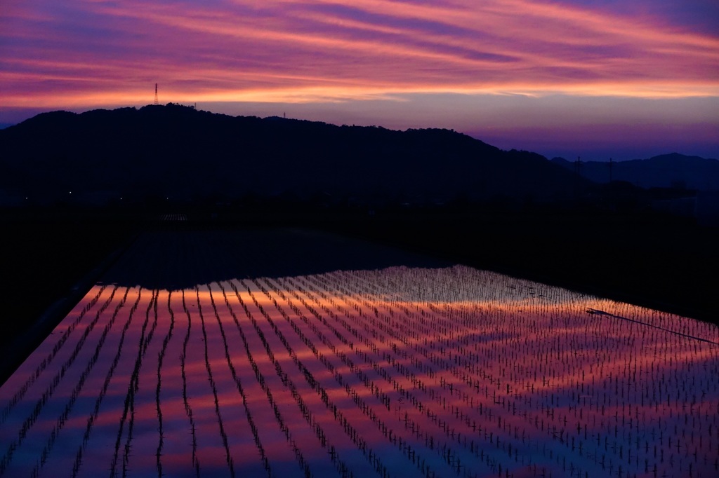 田に映る夕の青