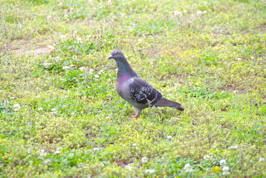 IMGP5060