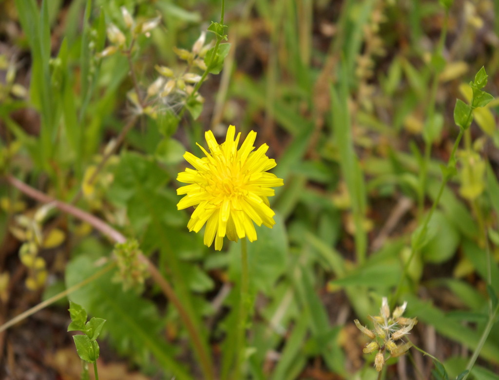 たんぽぽの花