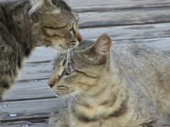 通りすがり