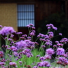 庭を飾る紫