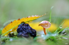 きのこと小雨