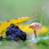 きのこと小雨