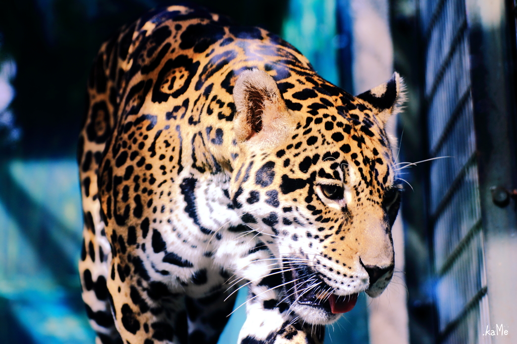 Jaguar