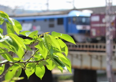 貨物列車が新緑を運んできた。