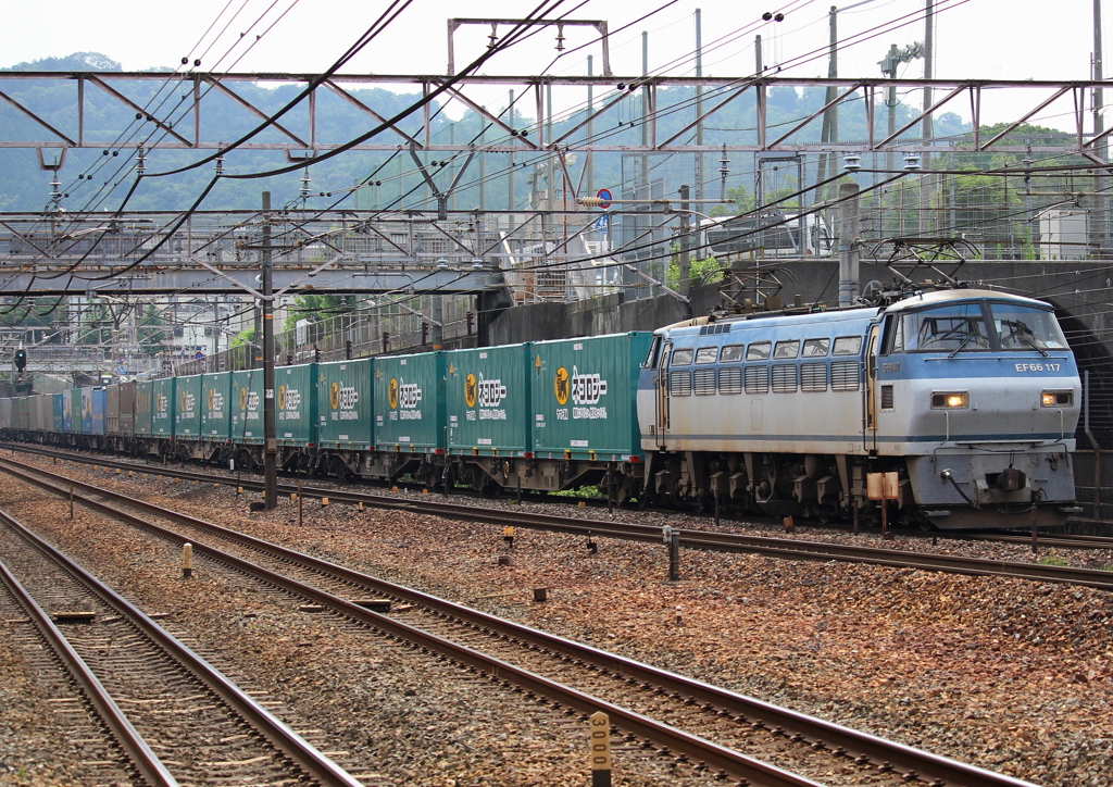 ネコロジーがいっぱい。