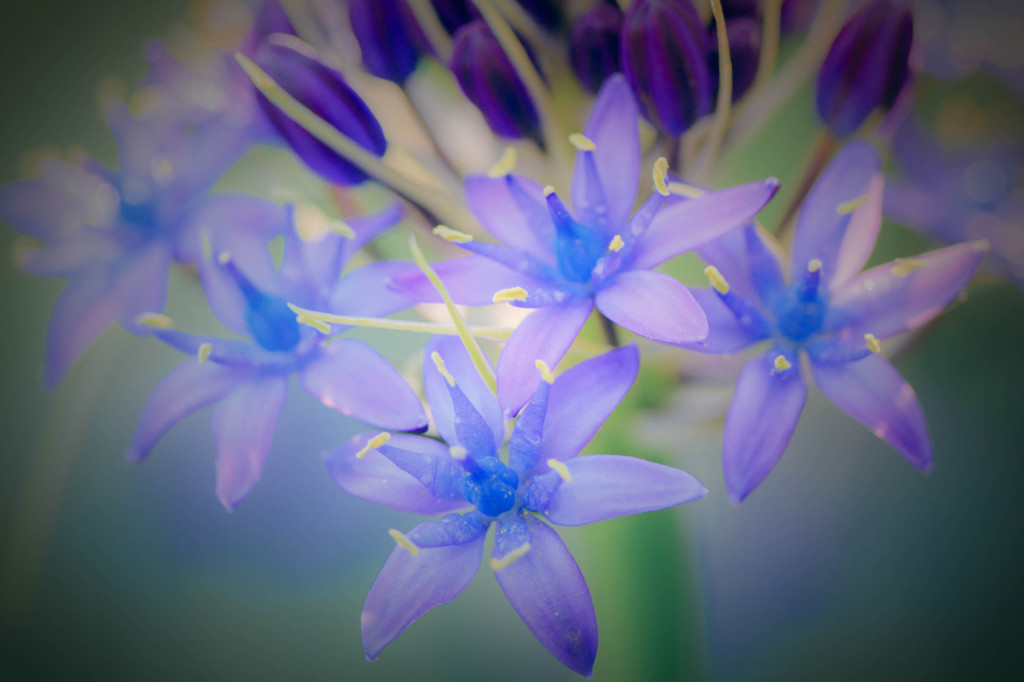 Cuban Lily