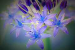 Cuban Lily