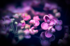 Hydrangea