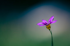 Bokeh