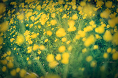 Yellow！