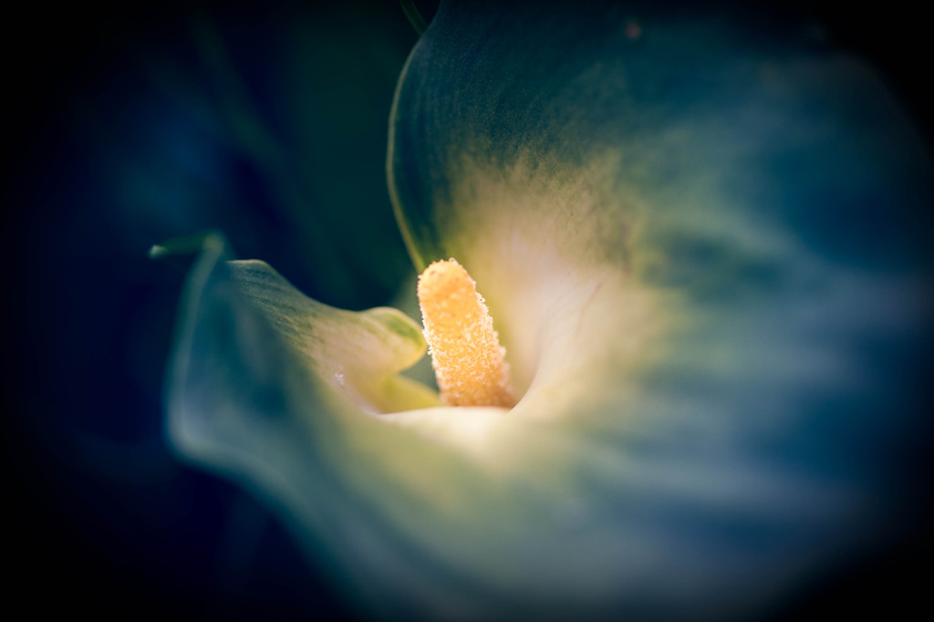 Calla lily