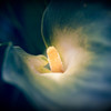 Calla lily