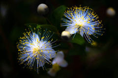 花火