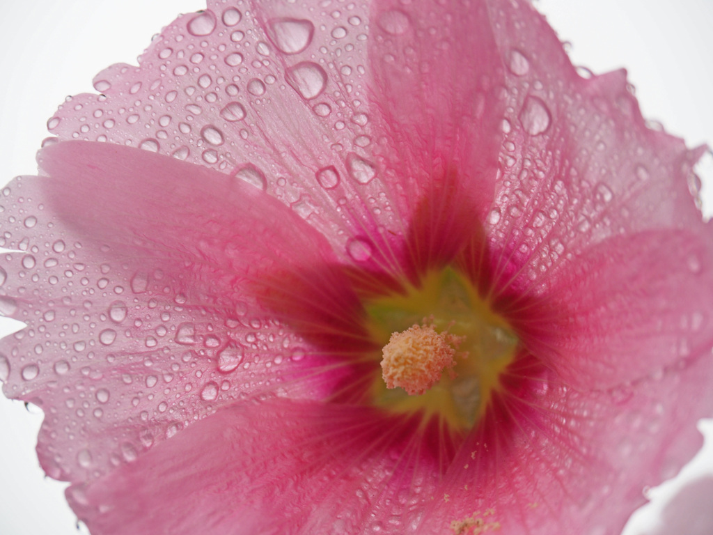 雨に咲く花