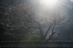 朝日さす