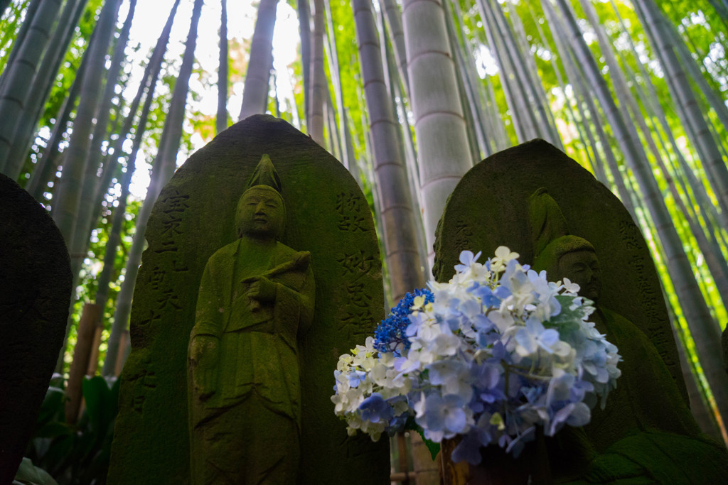 竹林の元で