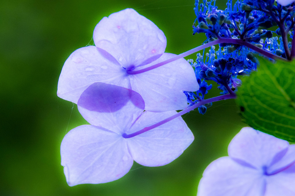 額紫陽花