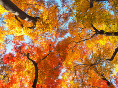 秋色　５
